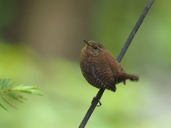 Eurasian Wren 奥日光(戦場ヶ原,湯滝) Wed, 6/8/2022