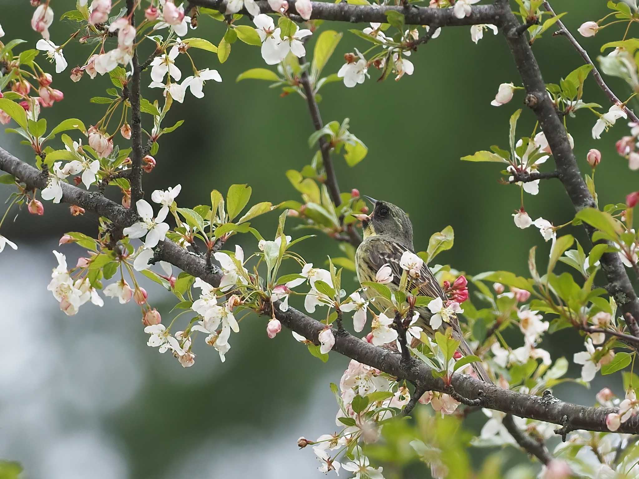 Masked Bunting