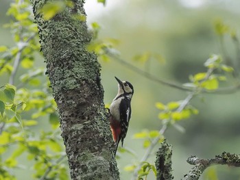 Great Spotted Woodpecker 奥日光(戦場ヶ原,湯滝) Wed, 6/8/2022