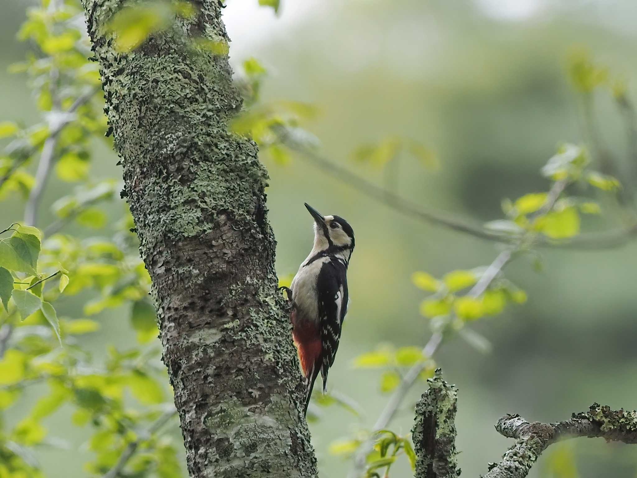 アカゲラ