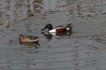 ハシビロガモ 葛西臨海公園 2017年3月18日(土)