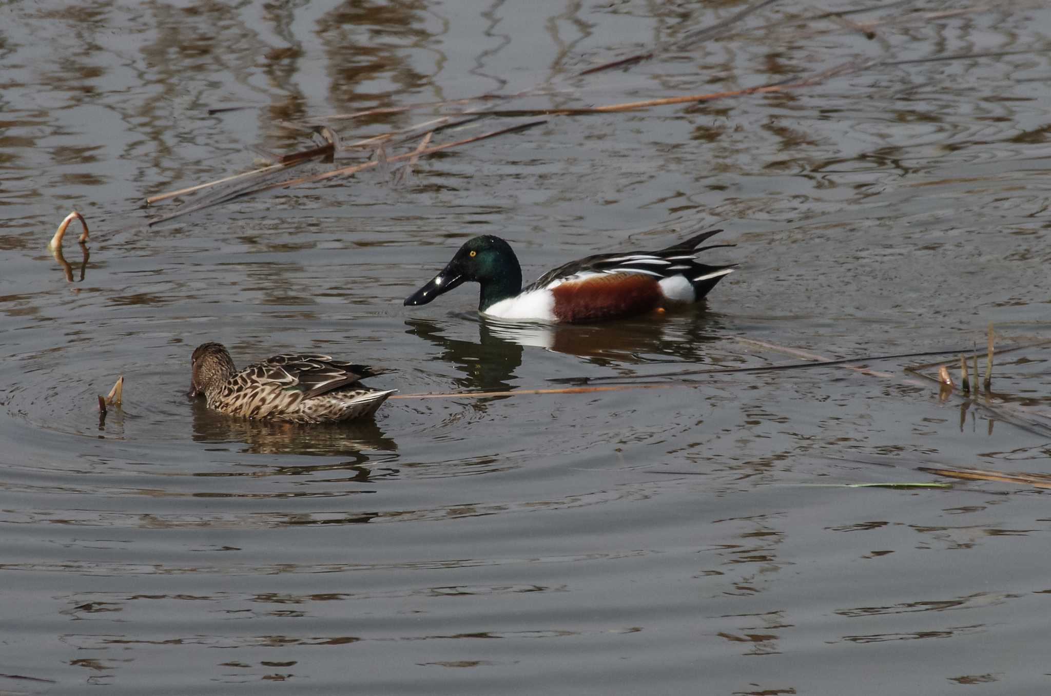 葛西臨海公園 ハシビロガモの写真 by zingo