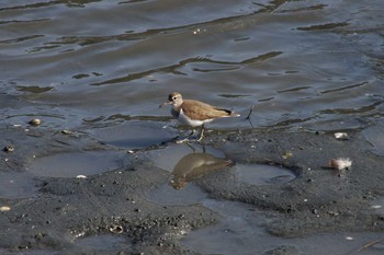 イソシギ 東京港野鳥公園 2017年11月5日(日)