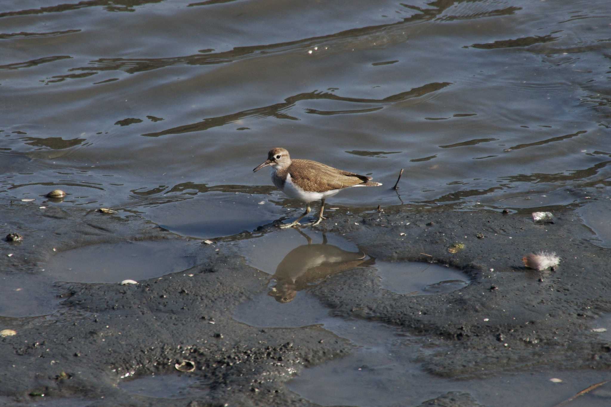 Photo of Common Sandpiper at Tokyo Port Wild Bird Park by zingo