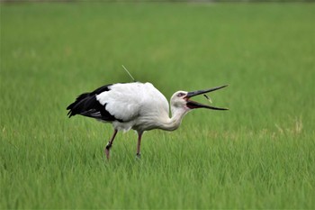 コウノトリ 渡良瀬遊水地 2022年6月8日(水)