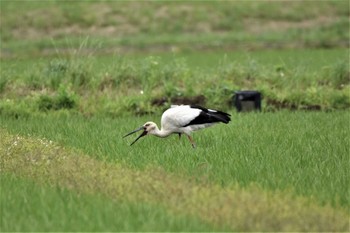 コウノトリ 渡良瀬遊水地 2022年6月8日(水)