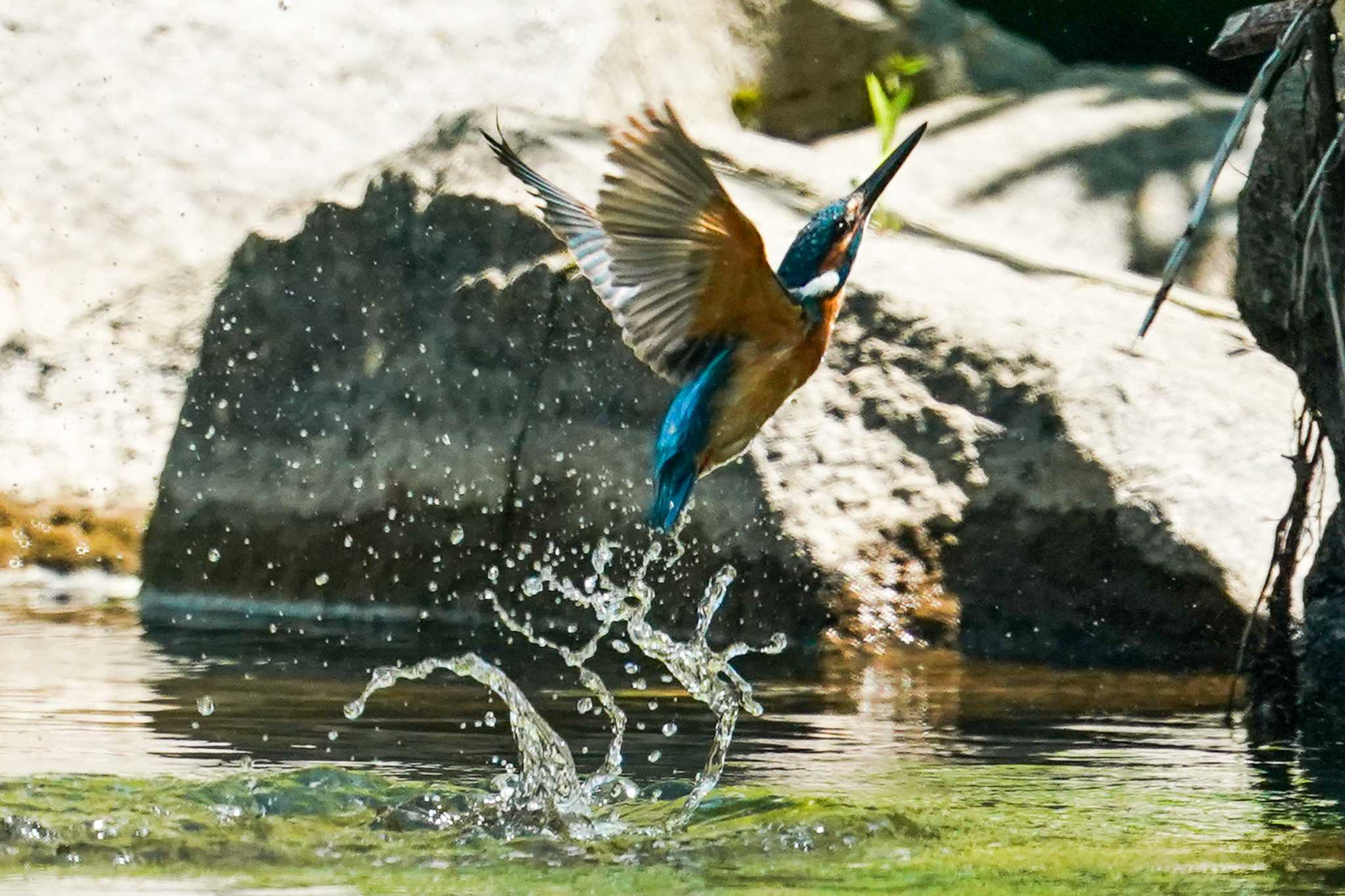 Common Kingfisher