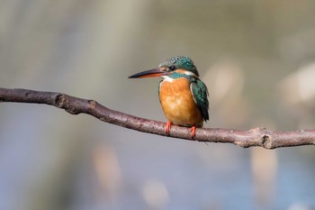 Common Kingfisher 兵庫県神戸市須磨区 Sat, 12/30/2017