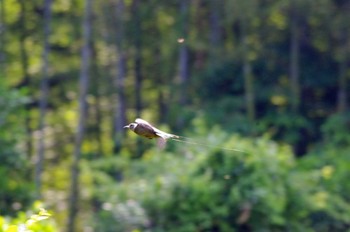 2022年6月12日(日) 松尾寺公園の野鳥観察記録