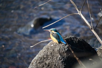 カワセミ 長池親水公園 2022年1月22日(土)