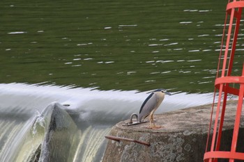 ゴイサギ 菊池川白石堰河川公園(熊本県玉名市) 2022年6月6日(月)