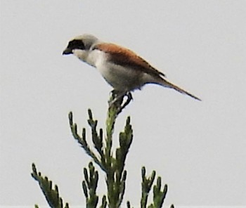 Tiger Shrike 松之山 Sat, 6/11/2022