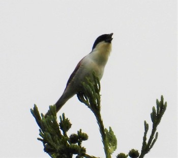 Tiger Shrike 松之山 Sat, 6/11/2022