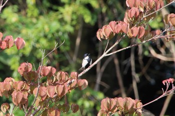 シジュウカラ 筑紫野市総合公園(福岡県) 2022年6月9日(木)