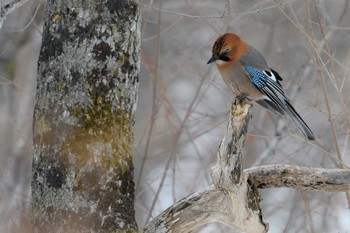 Eurasian Jay(brandtii) Unknown Spots Sun, 12/31/2017