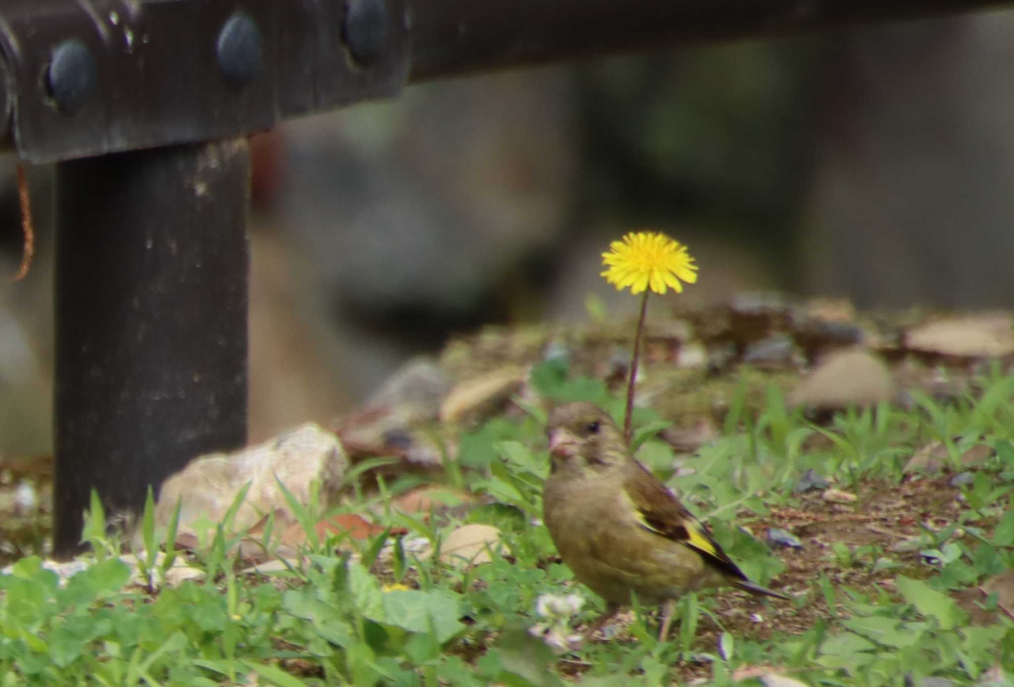 カワラヒワ