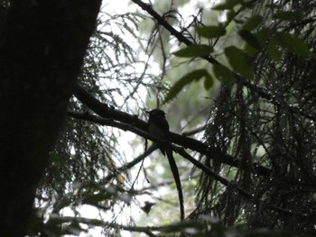 2022年6月8日(水) 八王子城跡の野鳥観察記録