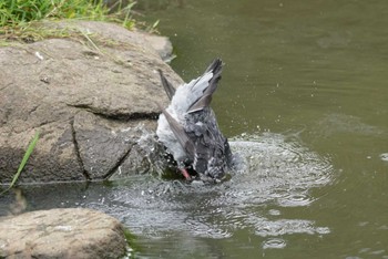 カワラバト こども自然公園 (大池公園/横浜市) 2022年6月12日(日)