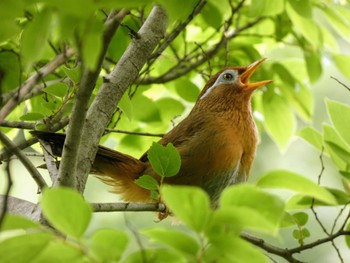 2022年6月11日(土) 舞岡公園の野鳥観察記録