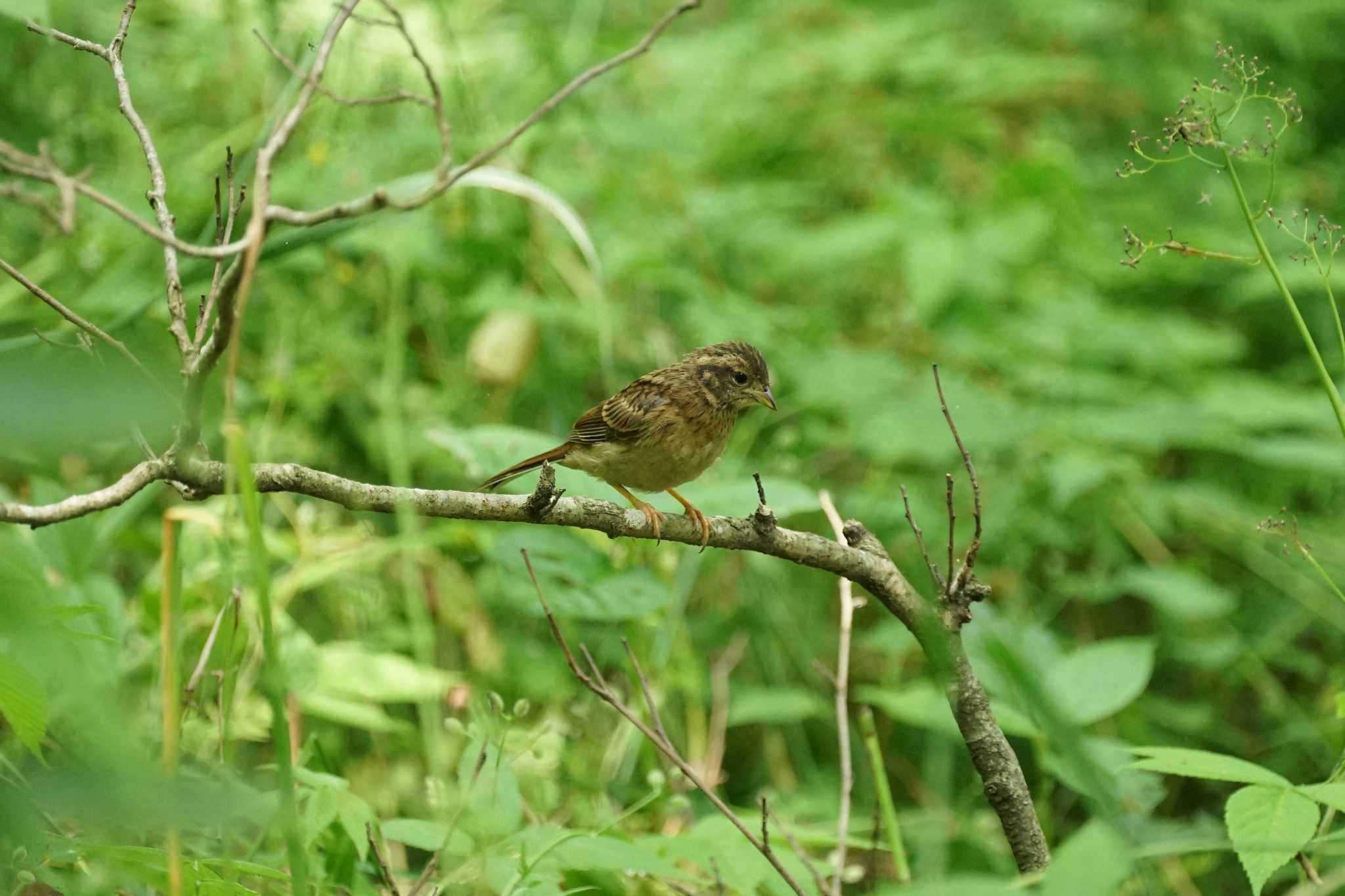 Meadow Bunting