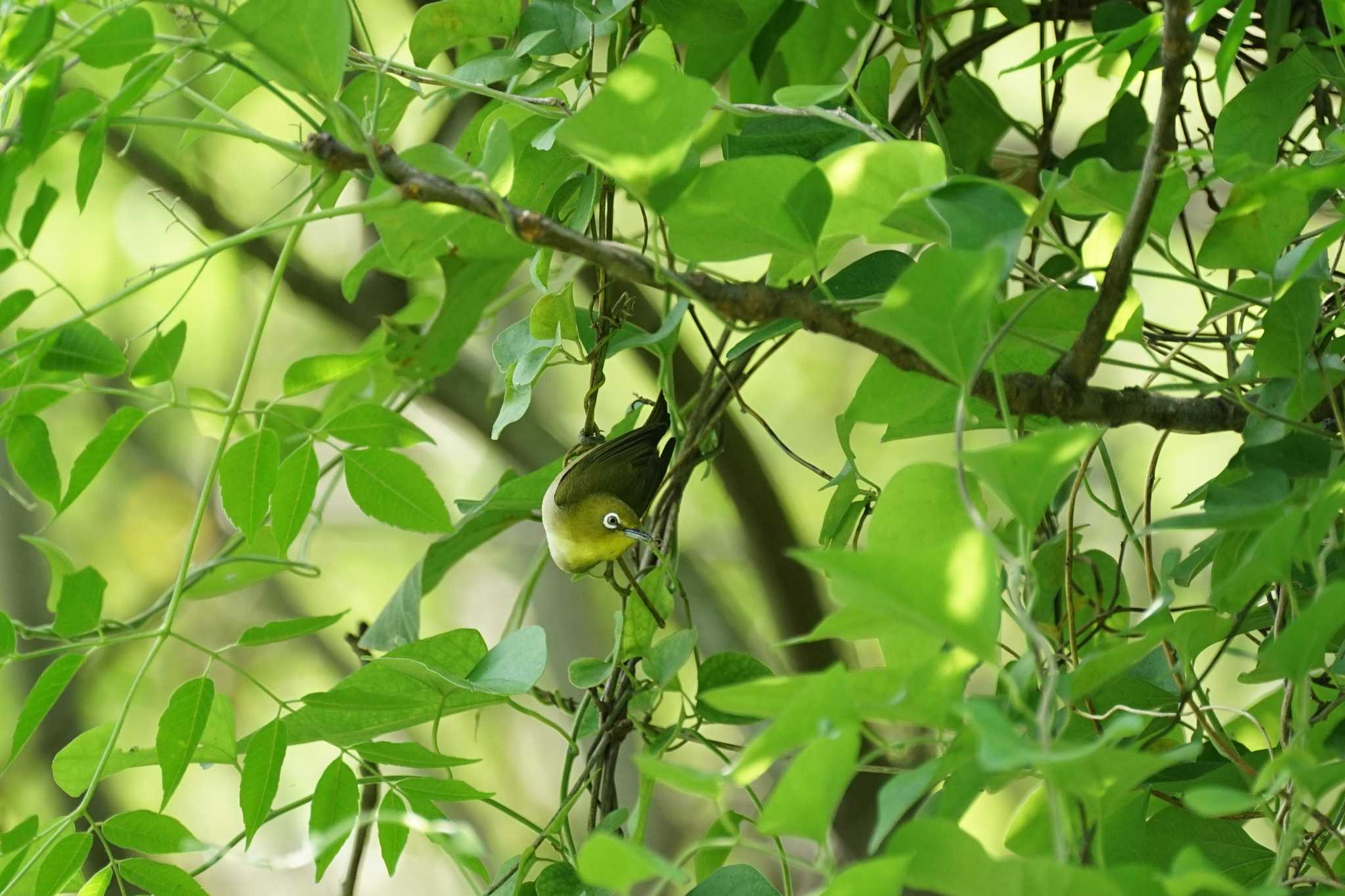 Photo of Warbling White-eye at 宍道ふるさと森林公園 by ひらも