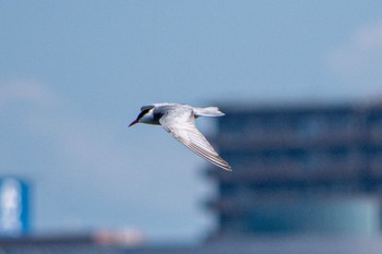 Whiskered Tern 磐田大池 Sun, 6/12/2022