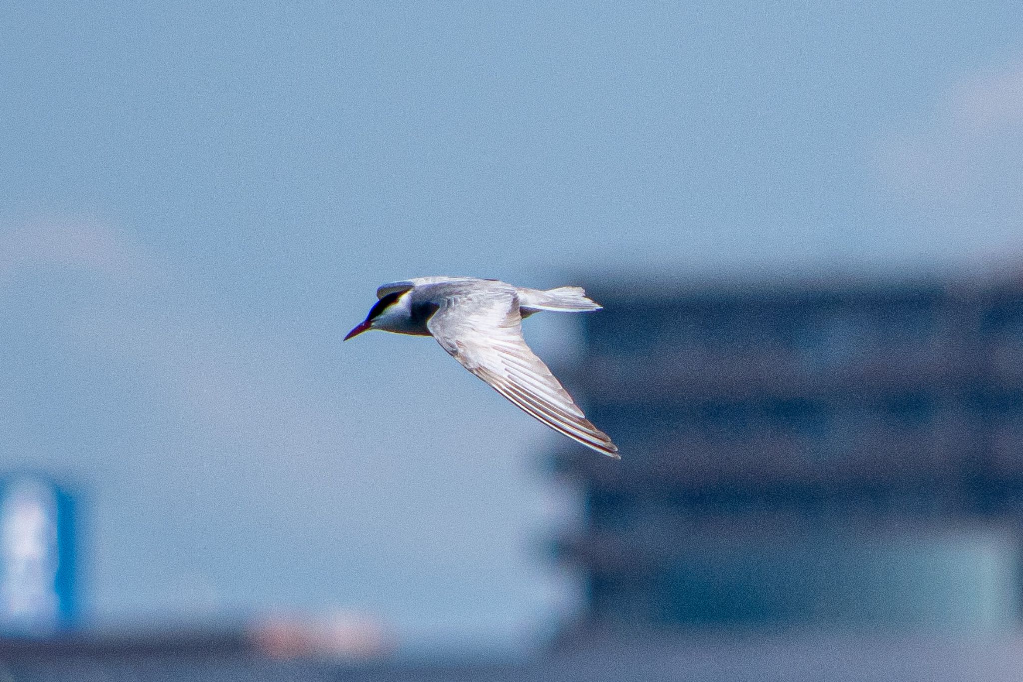 Photo of Whiskered Tern at 磐田大池 by はる