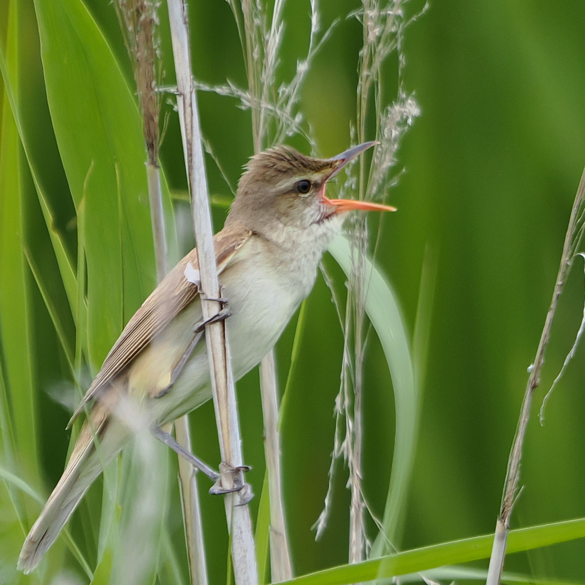 Oriental Reed Warbler