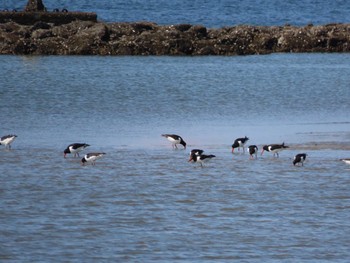 Sun, 6/12/2022 Birding report at 高松干潟(四日市)