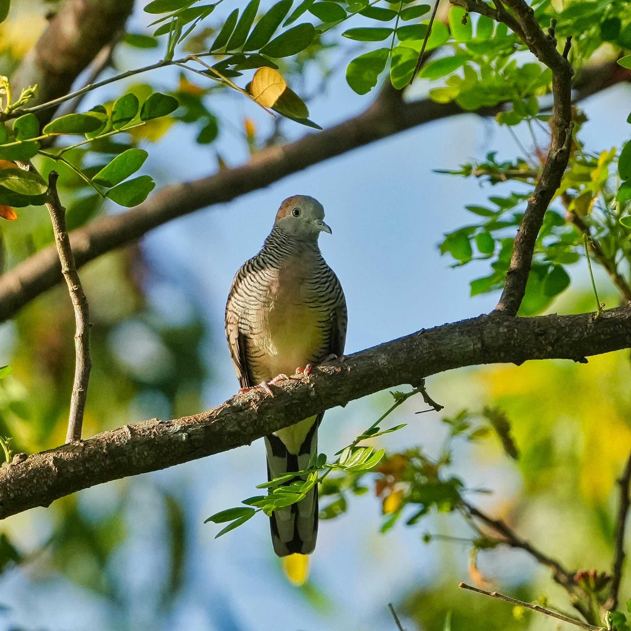 Bang Phra Non-Hunting area チョウショウバトの写真 by span265