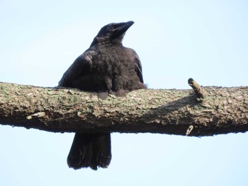 Thu, 5/26/2022 Birding report at 横十間川親水公園(東京都江東区)