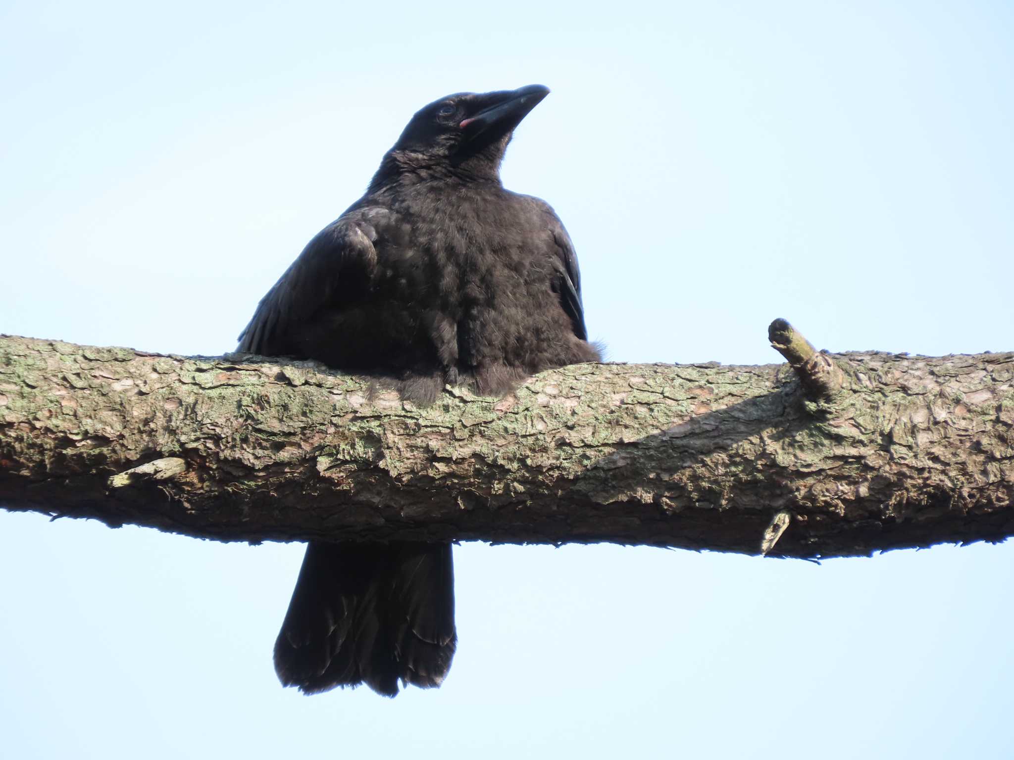 Carrion Crow