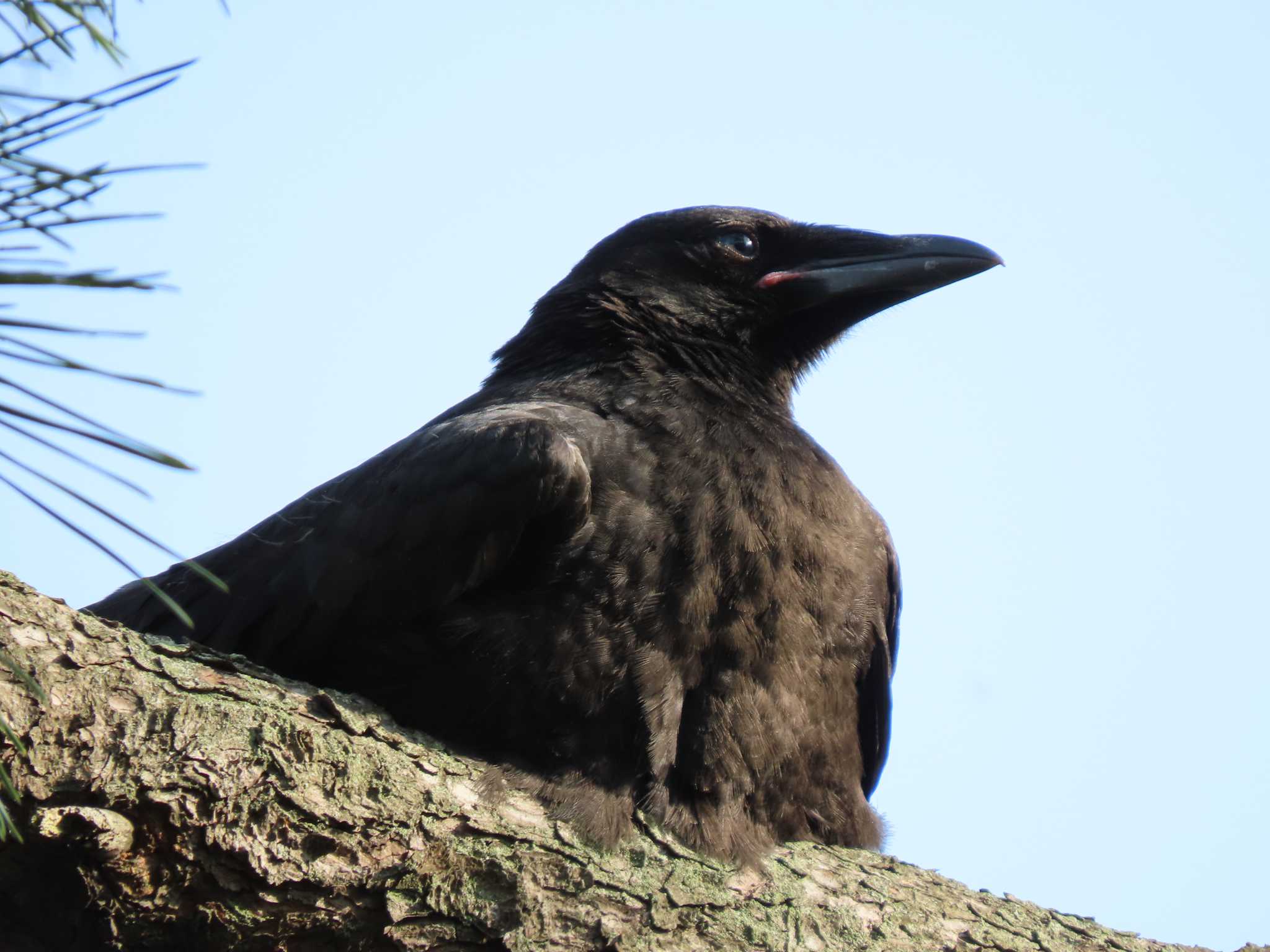 Carrion Crow