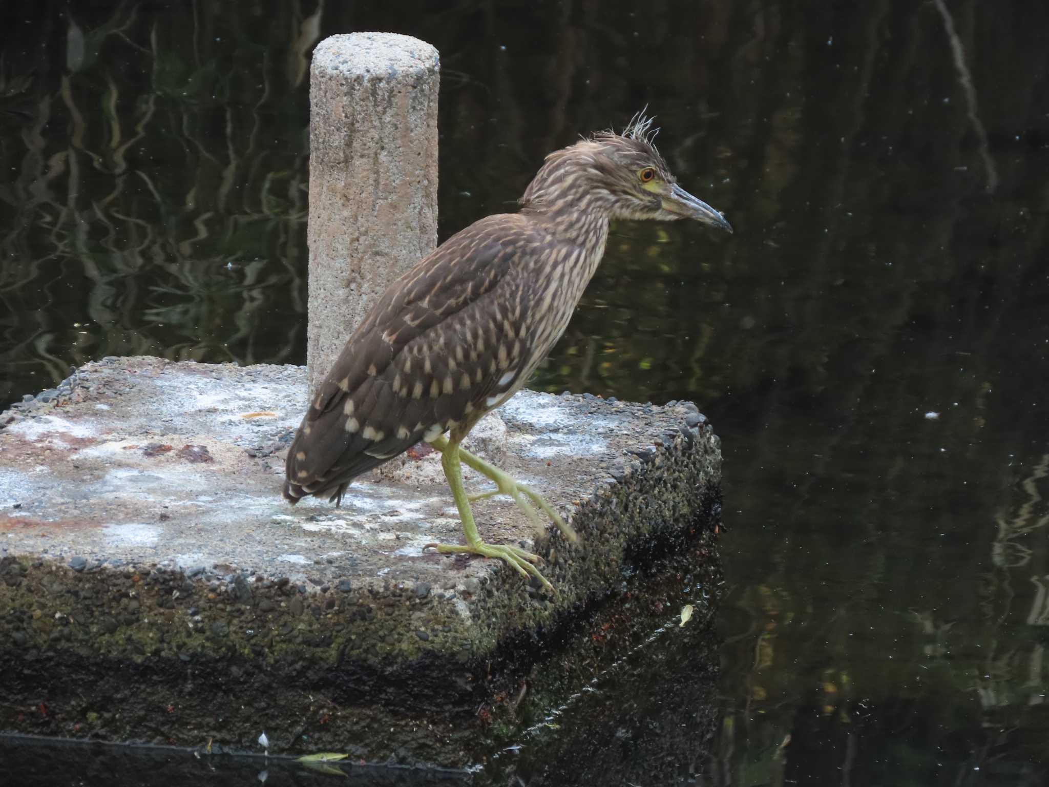 Black-crowned Night Heron