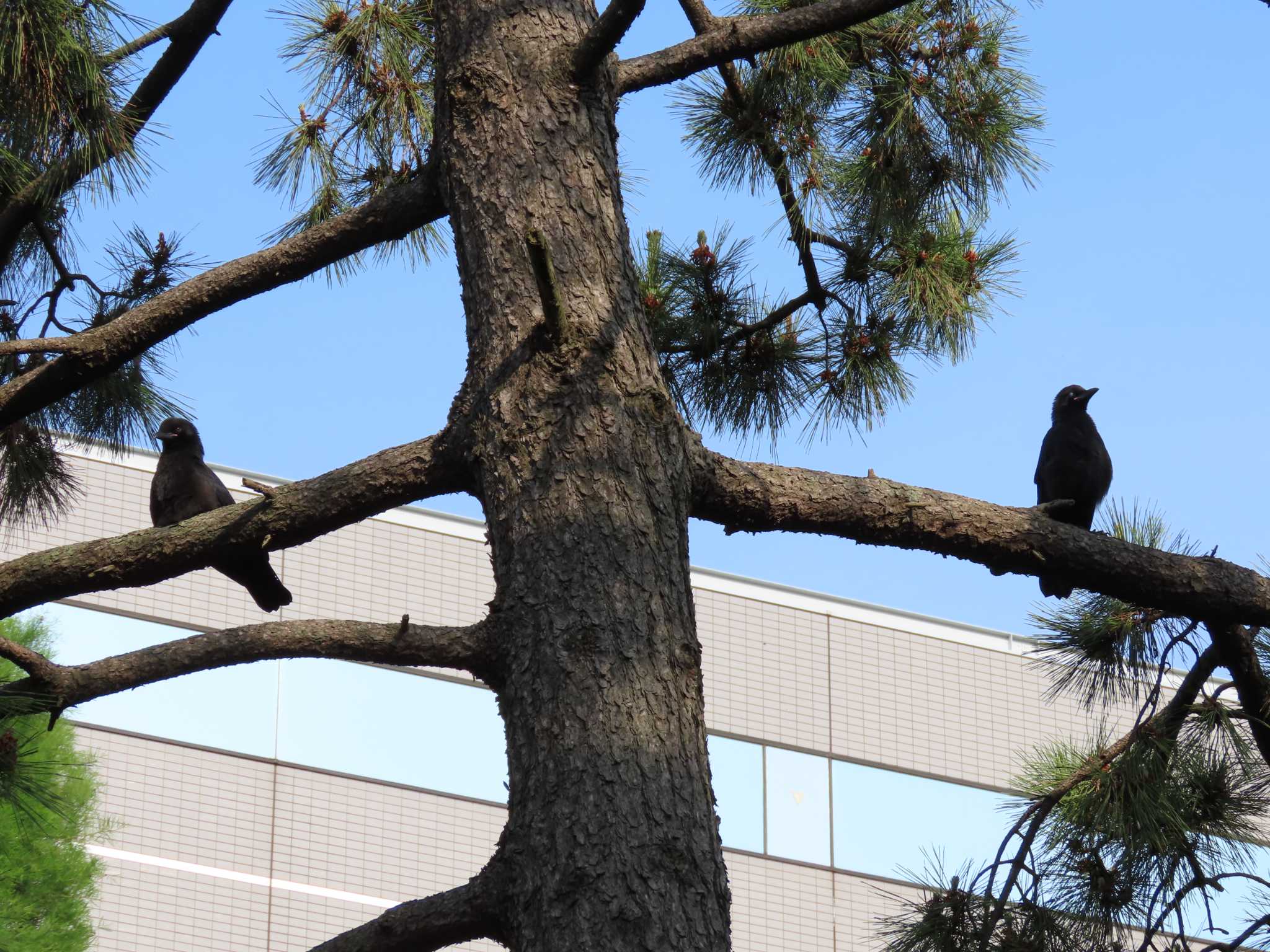 Carrion Crow