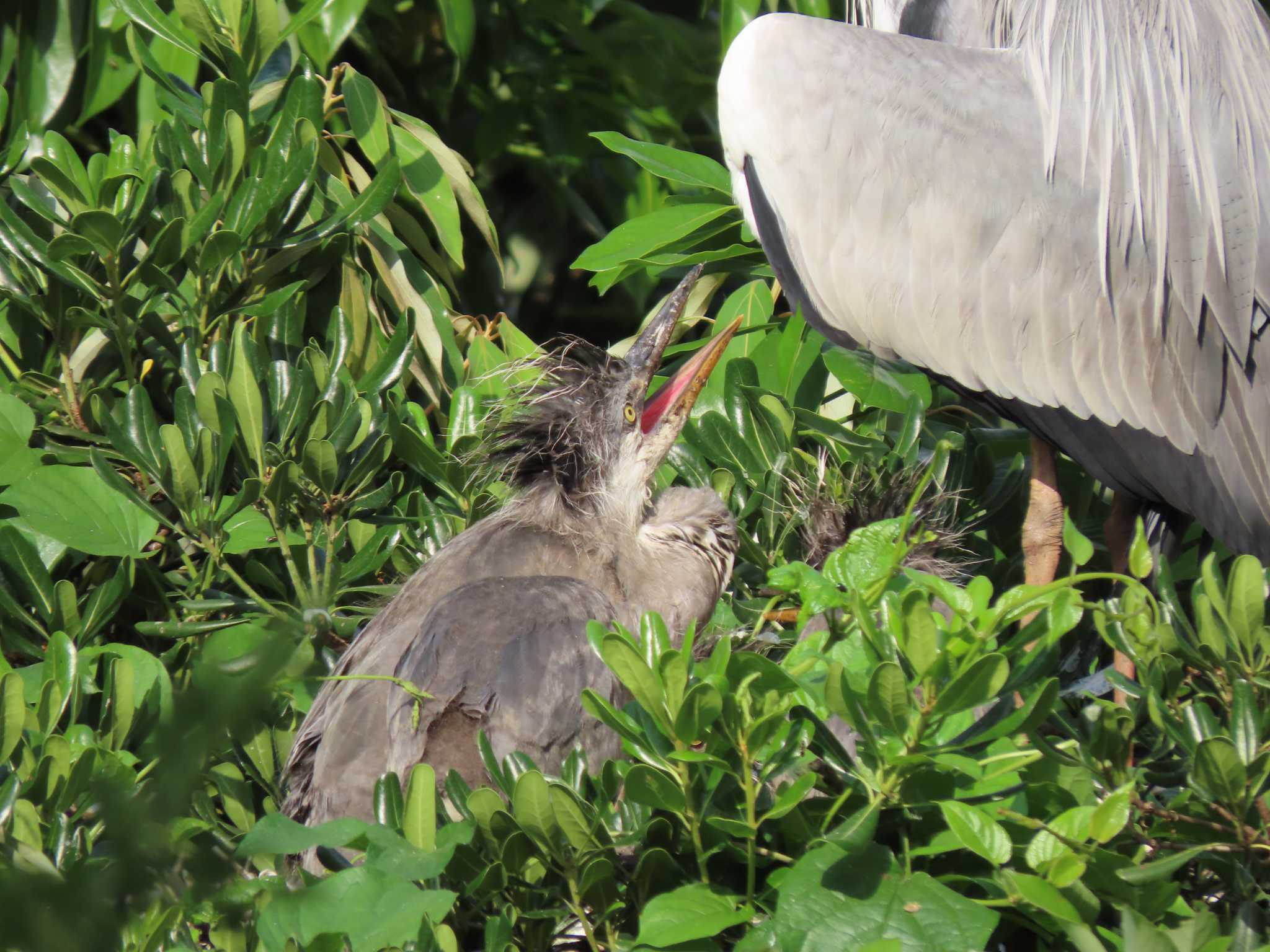 Grey Heron