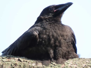 Carrion Crow 横十間川親水公園(東京都江東区) Thu, 5/26/2022