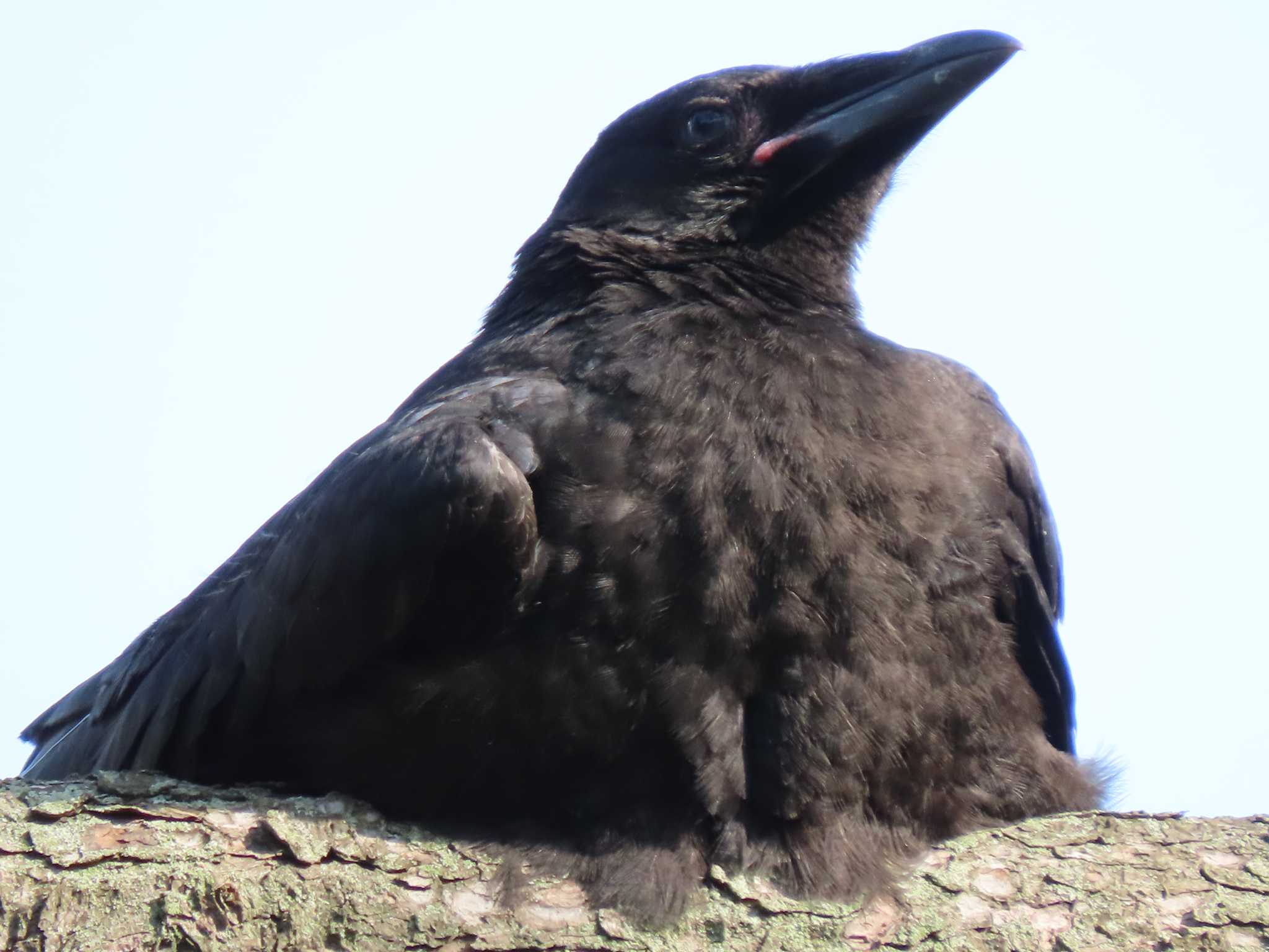 Carrion Crow