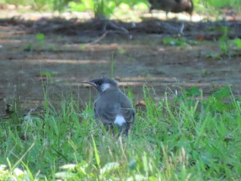 White-cheeked Starling 亀戸中央公園 Sat, 5/28/2022