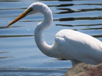 ダイサギ 亀戸中央公園 2022年5月28日(土)