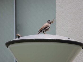 White-cheeked Starling 旧中川水辺公園 Sat, 5/28/2022