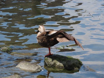 Eastern Spot-billed Duck 旧中川水辺公園 Sat, 5/28/2022