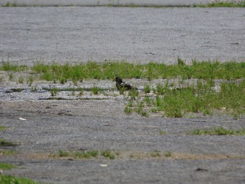 ムクドリ 亀戸中央公園 2022年5月28日(土)