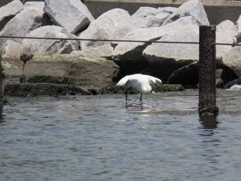 Little Egret 旧中川水辺公園 Sat, 5/28/2022