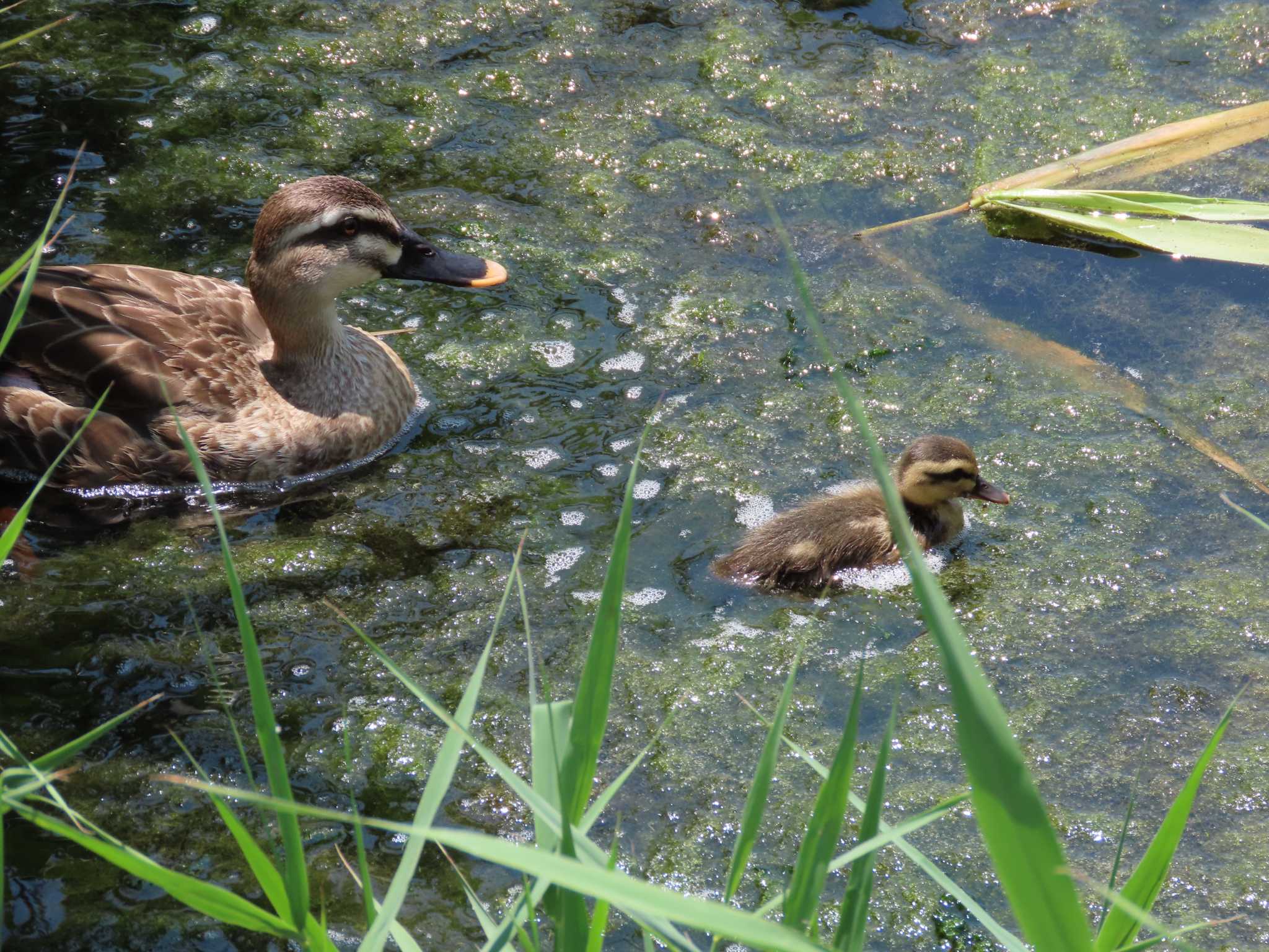 旧中川水辺公園 カルガモの写真 by のぐち