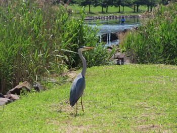 アオサギ 亀戸中央公園 2022年5月28日(土)