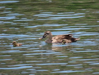 Eastern Spot-billed Duck 旧中川水辺公園 Sat, 5/28/2022