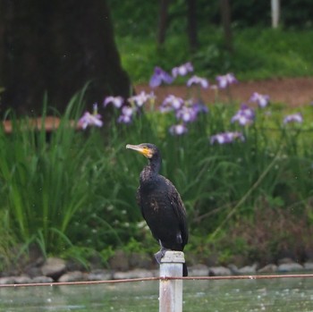 Great Cormorant 杉並区 Sat, 6/11/2022