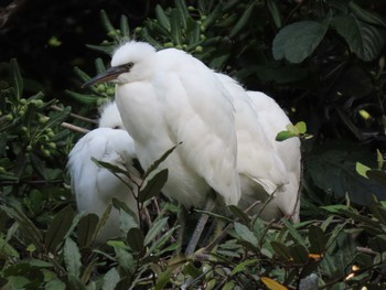 Little Egret 横十間川親水公園(東京都江東区) Wed, 6/1/2022