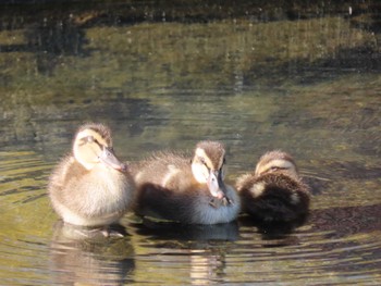 Eastern Spot-billed Duck 横十間川親水公園(東京都江東区) Wed, 6/1/2022